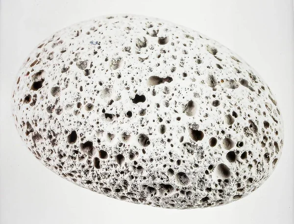 Tek bir parça volkanik sünger taşı. Gözenekli dokusu ve açık gri renkli. Beyaz arka planda izole edilmiş..