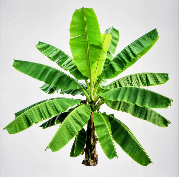 Beyaz Arkaplanda Yeşil Yapraklı Muz Ağacı, Tropikal Meyve Bitkisi Zenginliği ve Doğal Büyüme Kavramını Sembolize Ediyor