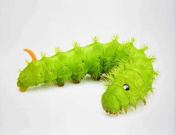 Parlak Yeşil Tırtıl Beyaz Arkaplanda Biyotik Böcek Yaşamını ve Doğal Dönüşüm Kavramını Temsil Ediyor