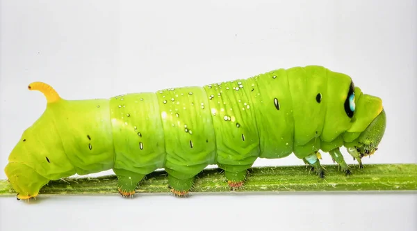 Parlak Yeşil Tırtıl Beyaz Arkaplanda Biyotik Böcek Yaşamını ve Doğal Dönüşüm Kavramını Temsil Ediyor