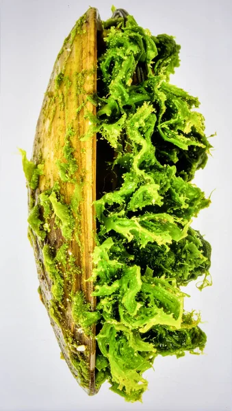 Parlak Yeşil Deniz Kabuğu Beyaz Arkaplan 'da tecrit edilmiş yosunlar Deniz Biyotik Yaşamı ve Okyanus Büyümesi Konsepti