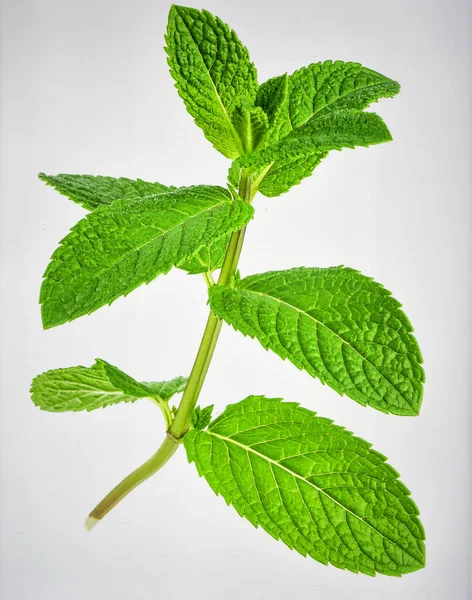 Beyaz Arkaplanda Parlak Yeşil Nane Yaprağı Kökü Bitkisel Tazelik ve Organik Biyotik Büyüme Konseptini Temsil Ediyor