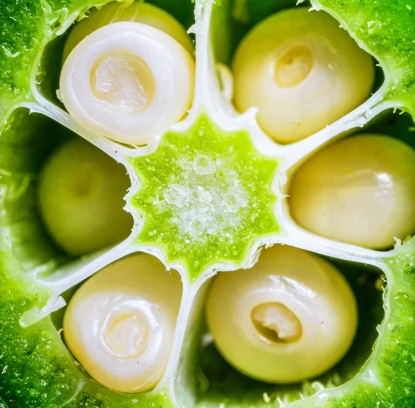 Doğal bitki dokusunu ve organik sebze desenini gösteren bamya kesitini kapatın.