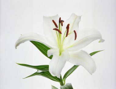 Beyaz Arkaplanda Güzel Beyaz Lily Çiçeği, Zarif Çiçek Saflığı, Zarafeti ve Doğal Botanik Güzelliği Sembolize eder