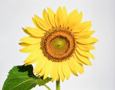 Beyaz Arkaplan 'da Güzel Sarı Ay Çiçeği Doğayı ve Tarım Konseptini Temsil Ediyor