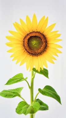 Beyaz Arkaplan 'da Güzel Sarı Ay Çiçeği Doğayı ve Tarım Konseptini Temsil Ediyor