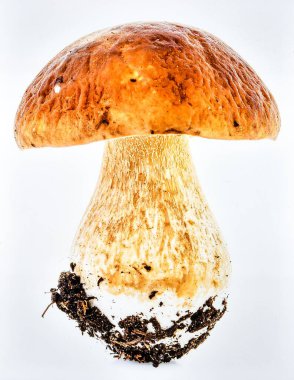 Vahşi Orman Mantarı Beyaz Arkaplanda İzole Edilebilir Mantar Doğal Gıda, Organik Doku ve Mutfak Malzemeleri Konseptini Temsil Ediyor