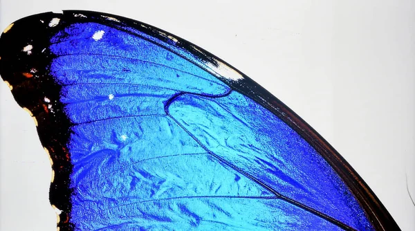 Parlak Mavi Kelebek Kanadı Beyaz Arkaplanda Biyotik Güzelliği ve Doğal Böcek Dokusunu Temsil Ediyor