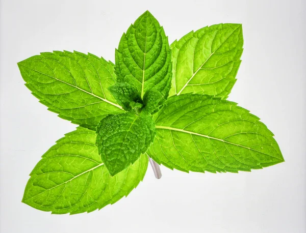 Beyaz Arkaplanda Parlak Yeşil Nane Yaprağı Kökü Bitkisel Tazelik ve Organik Biyotik Büyüme Konseptini Temsil Ediyor