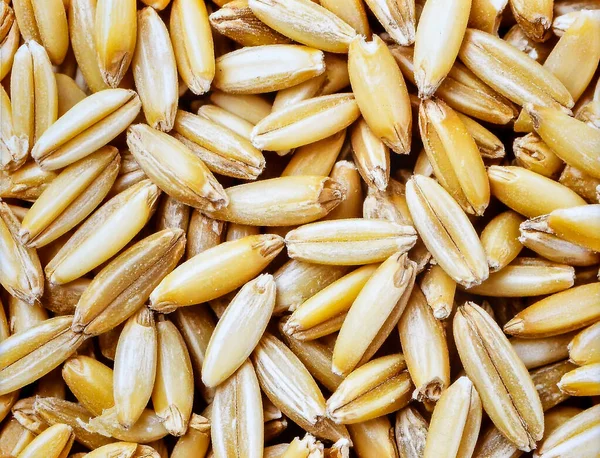 Doğal tahıl tanelerini ve organik gıda dokusunu gösteren çiğ yulafları kapatın.