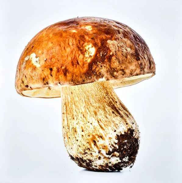 Vahşi Orman Mantarı Beyaz Arkaplanda İzole Edilebilir Mantar Doğal Gıda, Organik Doku ve Mutfak Malzemeleri Konseptini Temsil Ediyor