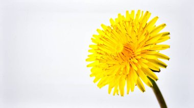 Beyaz Arkaplanda İzole Edilmiş Sarı Karahindiba Çiçeği, Doğada Özgürlüğü ve Basitliği Sembolize eden Yaban Çiçeği