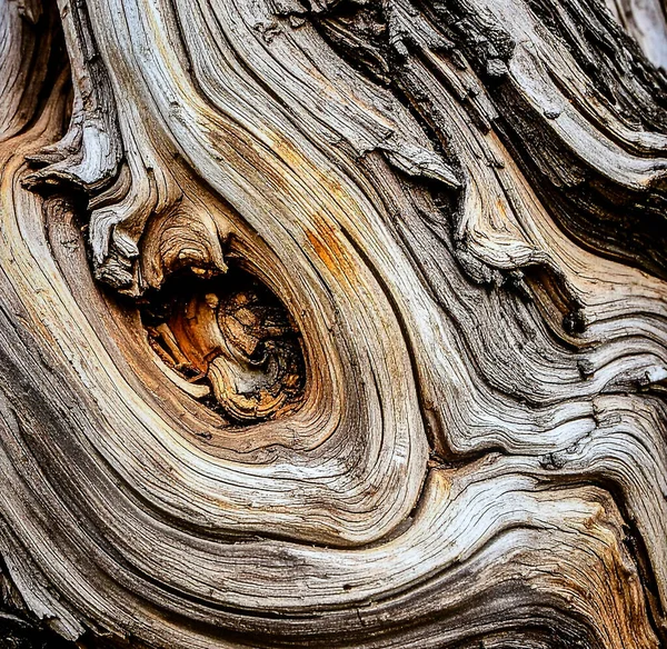 Ağaç kabuğunu kapatın ve organik dokuyu ve soyut ahşap deseni gösterin.