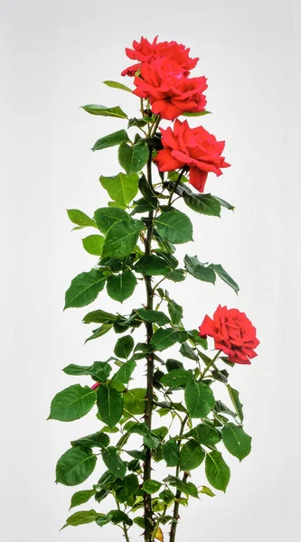 Beyaz Arkaplanda Kırmızı Çiçeklerle Çiçek Açan Gül Çalısı, Doğada Aşkı ve Güzelliği Sembolize eden Süslü Bitki