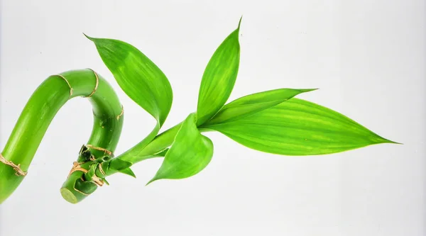 Parlak Yeşil Bambu Çekimi Beyaz Arkaplanda Biyotik Tropikal Büyümeyi ve Doğal Çevre Kavramını Temsil Ediyor