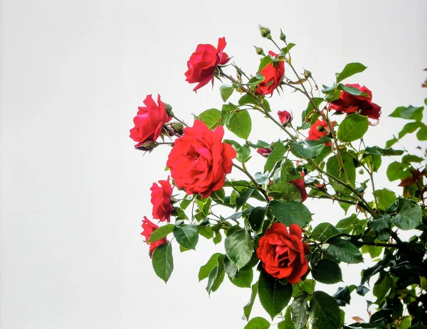 Beyaz Arkaplanda Kırmızı Çiçeklerle Çiçek Açan Gül Çalısı, Doğada Aşkı ve Güzelliği Sembolize eden Süslü Bitki