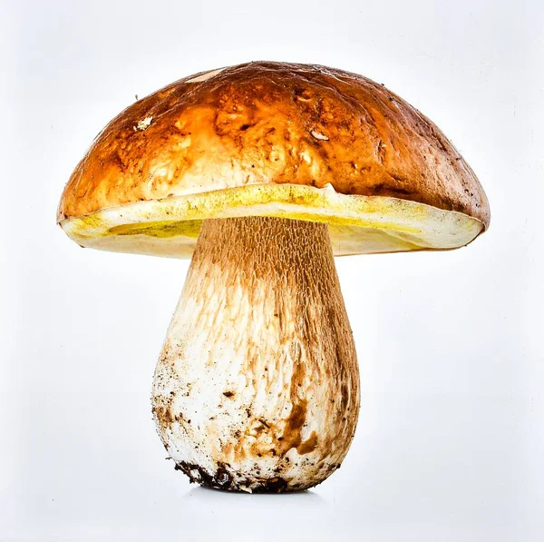 Vahşi Orman Mantarı Beyaz Arkaplanda İzole Edilebilir Mantar Doğal Gıda, Organik Doku ve Mutfak Malzemeleri Konseptini Temsil Ediyor