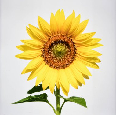 Beyaz Arkaplan 'da Güzel Sarı Ay Çiçeği Doğayı ve Tarım Konseptini Temsil Ediyor