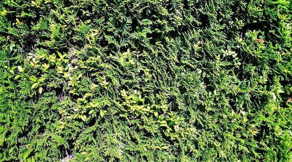 Yoğun yeşil yaprak duvar dokusu doğal eko arkaplan ve organik bitki desenini gösteriyor
