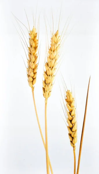 Beyaz Arkaplanda İzole Buğday Sapı, Ekmek, Hasat ve Tarım Konseptini Sembolize eden Altın Tahıl