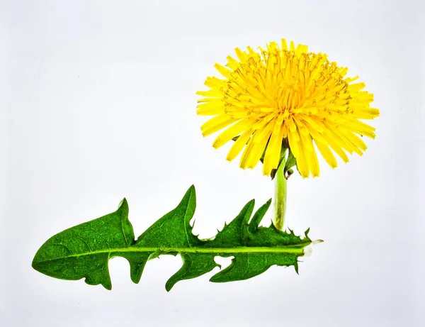 Beyaz Arkaplanda İzole Edilmiş Sarı Karahindiba Çiçeği, Doğada Özgürlüğü ve Basitliği Sembolize eden Yaban Çiçeği