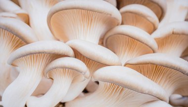 Taze istiridye mantarları. Mutfak ve vegan tarifleri için hassas dokuları var.