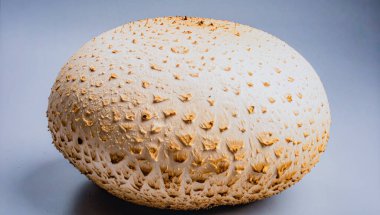 Mutfak ve Doğal Kullanım İçin Yumuşak Dokuya sahip Dev Puffball Mantarı