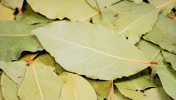 Makro bölme doğal organik bitki dokusunu ve baharat desenini gösteren yüzeyi terk eder.