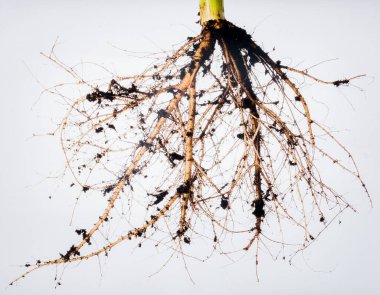 Beyaz Arkaplanda Fibröz Kök Sistemi İzole Edildi, Yeraltı Ağı İstikrar ve Özümseme Konseptini Temsil Ediyor