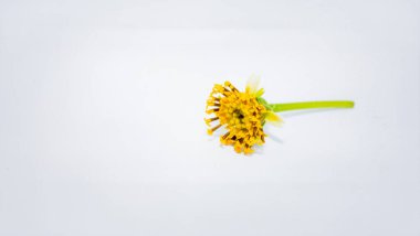 Beyaz Arkaplanda Çiçek Stamen, Erkek Üreme Organı Polen Üretimi ve Botanik Biyoloji Konsepti Temsilcisi