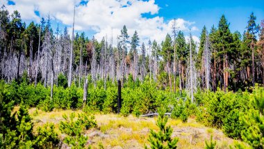 Yangından etkilenmiş ama iyileşmekte olan ormanlık alanda yeşil çam ağaçları arasında ayakta duran ölü ağaçlar.