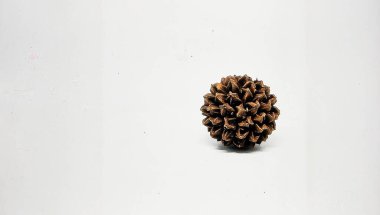 Beyaz Arkaplanda Achene Meyvesi, Botanik Üreme ve Bitki Dağılımı Konseptini Temsil eden Küçük Kuru Tohum Meyvesi