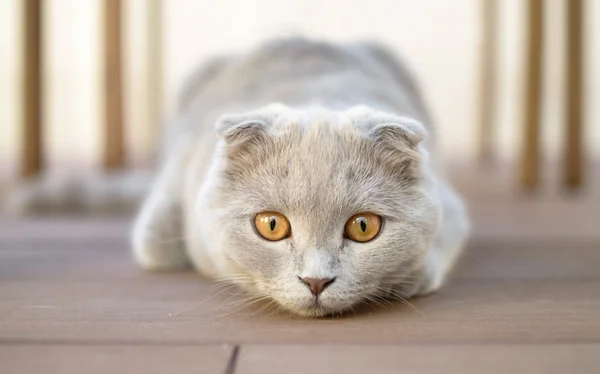 İskoç kedi yavrusu