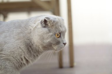 İskoç kedi yavrusu