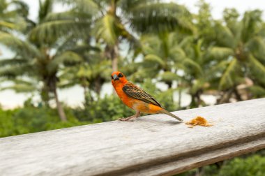 Erkek kırmızı fody Foudia madagascariensis, Seyşel Adaları ve Madagaskar kuş.