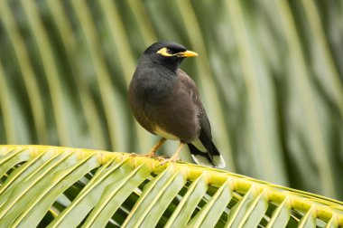 Ortak myna (Acridotheres tristis) kuş türü Praslin Adası, Seyşel Adaları
