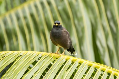 Ortak myna (Acridotheres tristis) kuş türü Praslin Adası, Seyşel Adaları