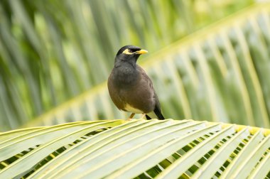 Ortak myna (Acridotheres tristis) kuş türü Praslin Adası, Seyşel Adaları