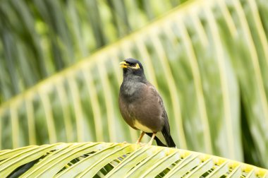 Ortak myna (Acridotheres tristis) kuş türü Praslin Adası, Seyşel Adaları