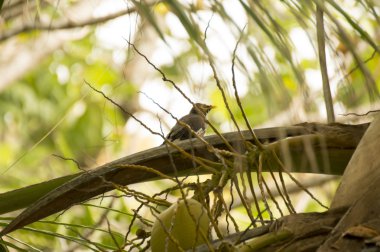 Ortak Myna (Acridotheres tristis) tarafından Seyşeller'yağmur ıslak