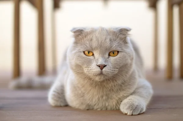 İskoç kedi yavrusu