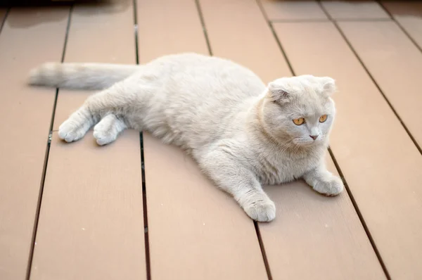 Scottish Fold kitten — Stock Photo, Image