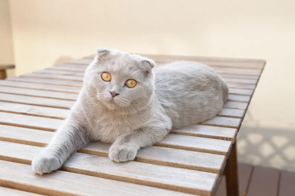İskoç kedi yavrusu