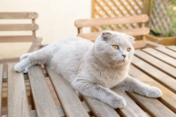 İskoç kedi yavrusu