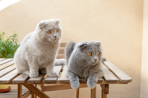 İki İskoç Fold kedi