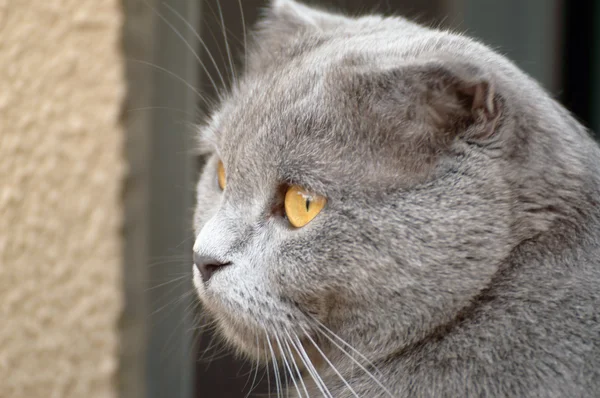 Mavi İskoç fold kedi