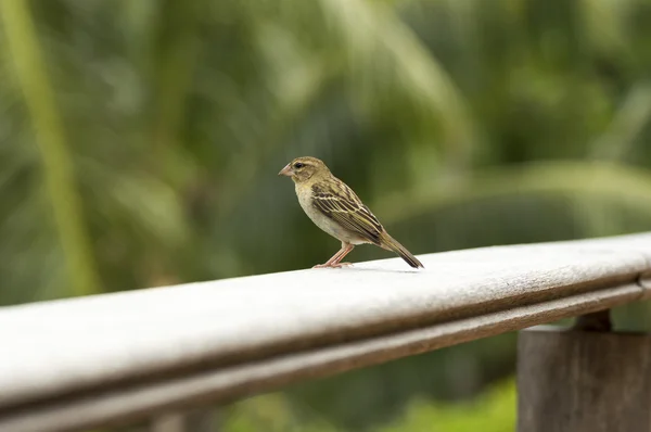 Fody rojo hembra, Foudia madagascariensis, Seychelles y Madagascar ave . —  Fotos de Stock