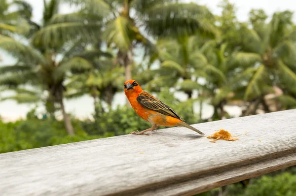 Erkek kırmızı fody Foudia madagascariensis, Seyşel Adaları ve Madagaskar kuş.