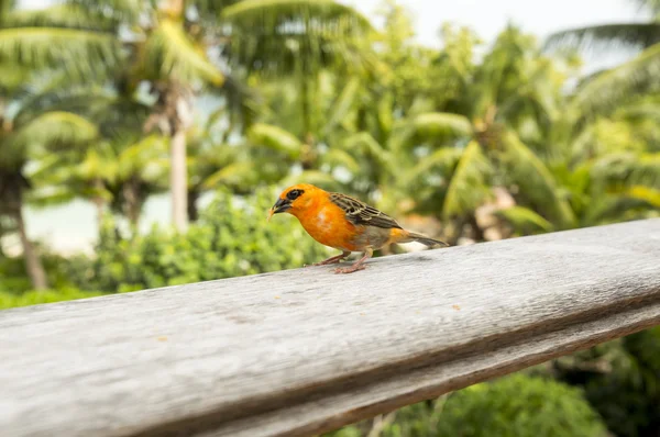Erkek kırmızı fody Foudia madagascariensis, Seyşel Adaları ve Madagaskar kuş.