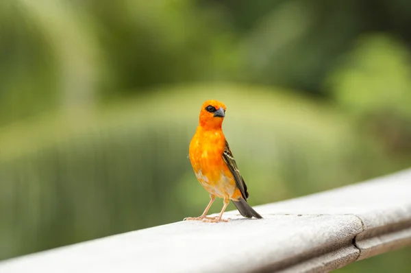 Férfi vörös fodi (Foudia madagascariensis), Seychelle-szigetek és Madagaszkár madár. — Stock Fotó